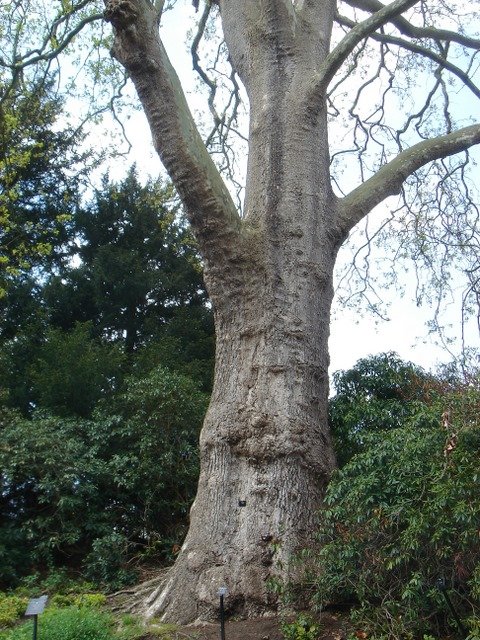 Platanus x acerifolia